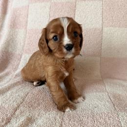 Cavalier King Charles Spaniel and Cavapoo Puppies from Cumberland Cavaliers