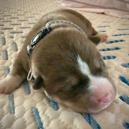 Siberian Husky Puppies from Dennis Kirkpatrick