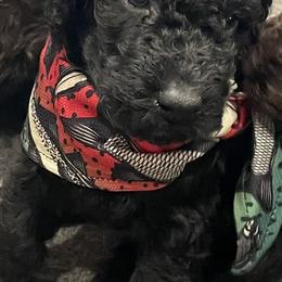 Labradoodle Puppies from Northwest Sporting Doodles