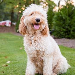 Goldendoodle Puppies from Ellie's Goldendoodles