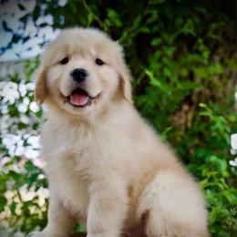 Miss Sunshine - Golden female Golden Retriever puppy in Mc Arthur, California from California Golden Love