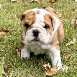 Frank - Bulldog puppy from Moffitt Bulldogs