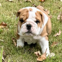 Frank - Bulldog puppy from Moffitt Bulldogs