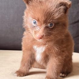 Campanilla - Chocolate female Pomeranian puppy in Brooklyn, New York from Pomeranians