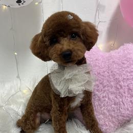 Cherry - Poodle