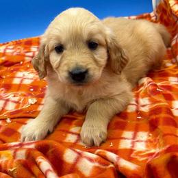 Female - reserved - Golden female Golden Retriever puppy in Spanaway, Washington from 11 Oaks Kennels