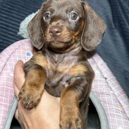 Chocolate-Tan Female - Chocolate and tan female Dachshund puppy in Newark, Ohio from Freyja’s Legacy Dachshunds