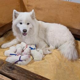 Boy 3 - White male Samoyed puppy in Effingham, Illinois from The Office Pups