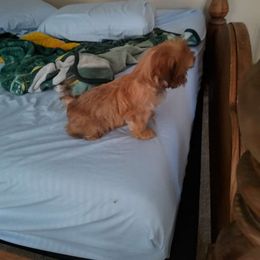 Girl 5 - Shih Tzu puppy from R&R Shih-Tzus & Stud Services