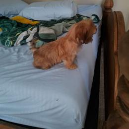 Girl 5 - Shih Tzu puppy from R&R Shih-Tzus & Stud Services