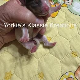 Molly - Chocolate, tan and white female Yorkshire Terrier puppy in Dierks, Arkansas from Yorkie’s Klassie Kreations
