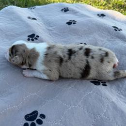 Red merle male 2 - Red merle male Australian Shepherd puppy in Hubbard, Texas from Poston Paddock Aussies LLC