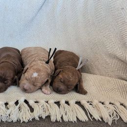 Girl 2 - Apricot female Labradoodle puppy in Lebanon, Pennsylvania from Copper Mini Labradoodles