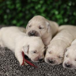 Genevieve - Light golden female Golden Retriever puppy in Payette, Idaho from Stonewick Retrievers