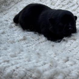 Soy - Black female Pomeranian puppy in Canandaigua, New York from Fingerlakes Pomeranians