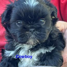 Cowboy - Black and white male Shih Tzu puppy in Bloomfield, Indiana from Meihem Pups