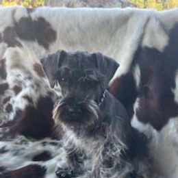 PACO - Miniature Schnauzer