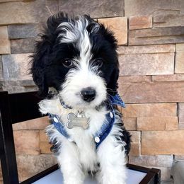 Aussiedoodle and Bernedoodle Puppies from Deer Canyon Family Doodles
