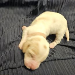 Basset Hound Puppies from The Basset Family