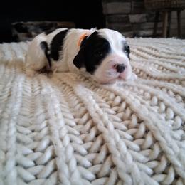 Orange boy - Black male Cockapoo puppy in Howell, Michigan from Robbin's Treasures