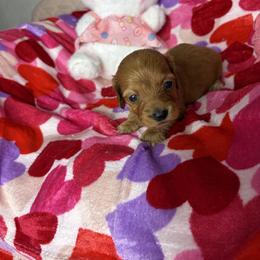 Rachel - Wheaten female Dachshund puppy in Lake City, Florida from My Ditzy Doxies of Florida