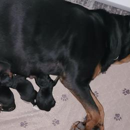 Rottweilers from Guardian Angel Rottweiler