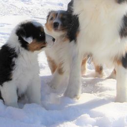 Australian Shepherd and Soft Coated Wheaten Terrier Puppies from Ironwood Ridge Kennels
