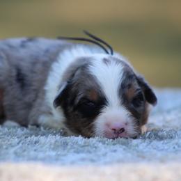 Bourbon - Blue merle male Miniature Australian Shepherd puppy in Bauxite, Arkansas from J & B Mini Aussies