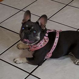 Mercedez - French Bulldog