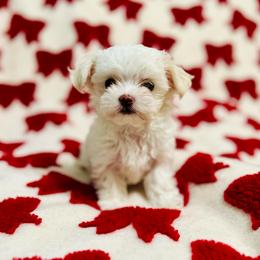 Holly - White female Maltese puppy in Homestead, Florida from Princess’s Maltese Palace