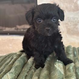 Shadow - Black female Havapoo puppy in South Jordan, Utah from Lady Paws Puppies - Cassie