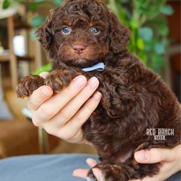 Ray - Brown male Bernedoodle puppy in Salado, Texas from Red Ranch Dogs