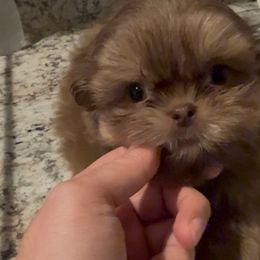 Boy 1 - Liver male Shih Tzu puppy in Galveston, Texas from 🌗 New Moon Shih Tzu 🌗