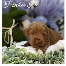 Pinkie Pie - Apricot female Australian Labradoodle puppy in Gladstone, Oregon from Beaver State Labradoodles