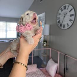 Winnie - Cream female Dachshund puppy in Summerfield, Florida from Dachshundly Perfect