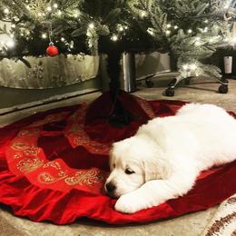 Golden Retriever puppies from Bradley Farms