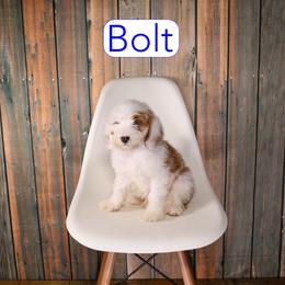 Bolt - Parti male Goldendoodle puppy in Calhoun, Georgia from Happy Top Doodles