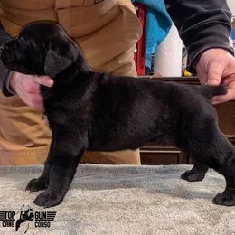 Cane Corso Puppies from Top Gun Cane Corso