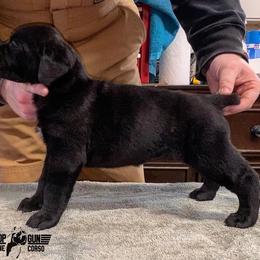 Cane Corso Puppies from Top Gun Cane Corso