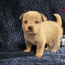Cupid - Blue male Australian Cattle Dog puppy in Silsbee, Texas from Rockin ND Ranch