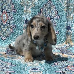 Salor - Gray (blue) and cream male Dachshund puppy in Lincoln, Arkansas from Red Dirt Dachshunds
