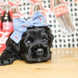 Dixie - Black female Cocker Spaniel puppy in Rattan, Oklahoma from Double M Cocker Spaniels