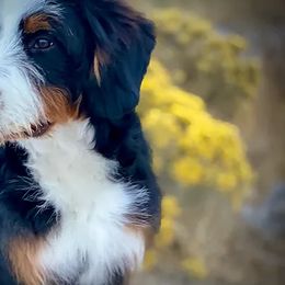 Bernedoodle, Goldendoodle, Poodle, and Sheepadoodle All Grown Up from Dapper Doodles