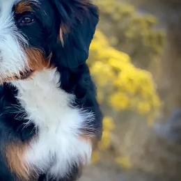 Bernedoodle, Goldendoodle, Poodle, and Sheepadoodle All Grown Up from Dapper Doodles