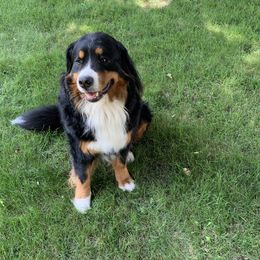 Mercedes - Bernese Mountain Dog