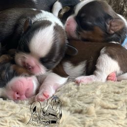 Boy 2 - Red and white male Shih Tzu puppy in Paso Robles, California from Encanto Shih Tzus by Darlene Madrigal