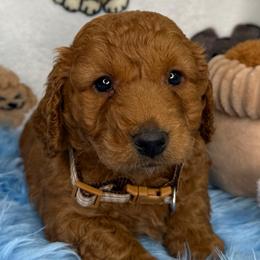 Sage (Brown) - Red  male Goldendoodle puppy in Miami, Florida from Katy's Toy Poodles