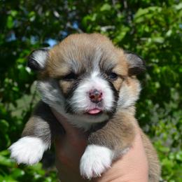 Hope - Red female Pembroke Welsh Corgi puppy in Edna, Texas from MG Corgis