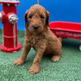 Ranger - Apricot male Goldendoodle puppy in Willacoochee, Georgia from Kitandkboodle's Doodles