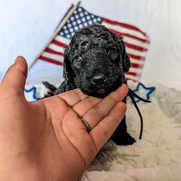 Poodle Puppies from Future Pioneers Farming
